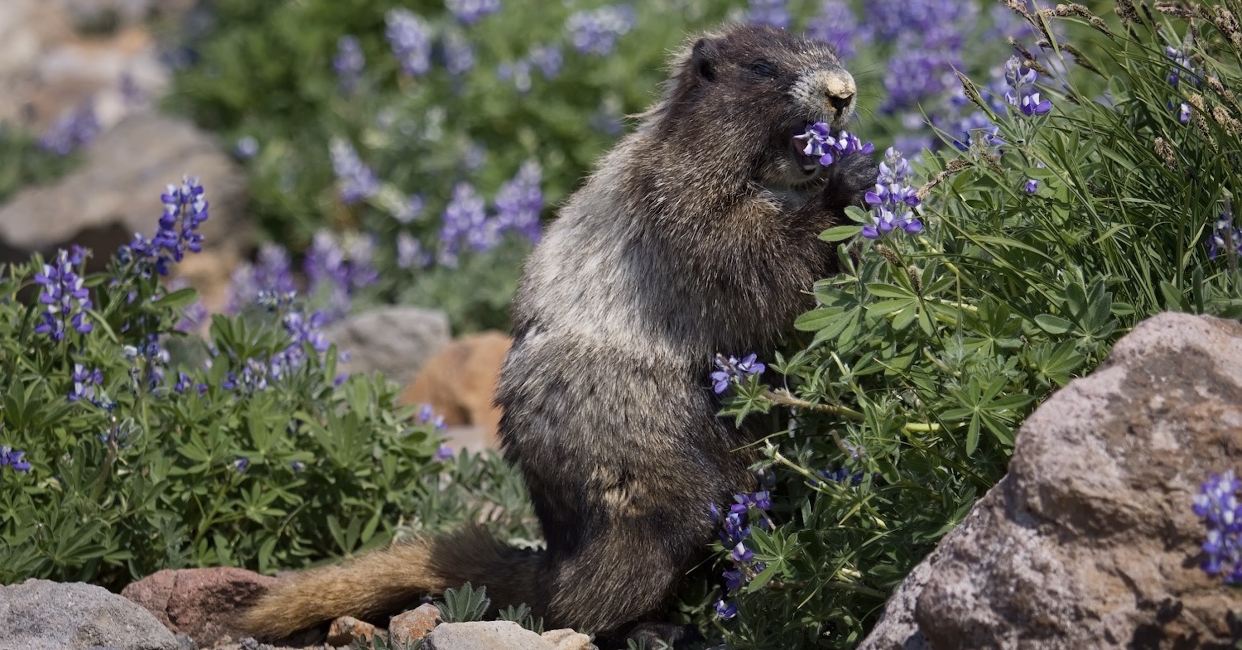 A hoary marmot on its hind legs while using its front legs to help nibble on a purple/blue wildflower in a field of such wildflowers. (📸 <a href='https://commons.wikimedia.org/wiki/User:Senapa?utm_source=intellog.com&utm_campaign=07535' target='_blank' title='Wikimedia Commons'>Steven Pavlov</a>, via Wikimedia Commons under the <a href='https://creativecommons.org/licenses/by-sa/3.0/deed.en/?utm_source=intellog.com&utm_campaign=07534' target='_blank' title='Creative Commons'>Attribution-ShareAlike 3.0 Unported</a>license.)