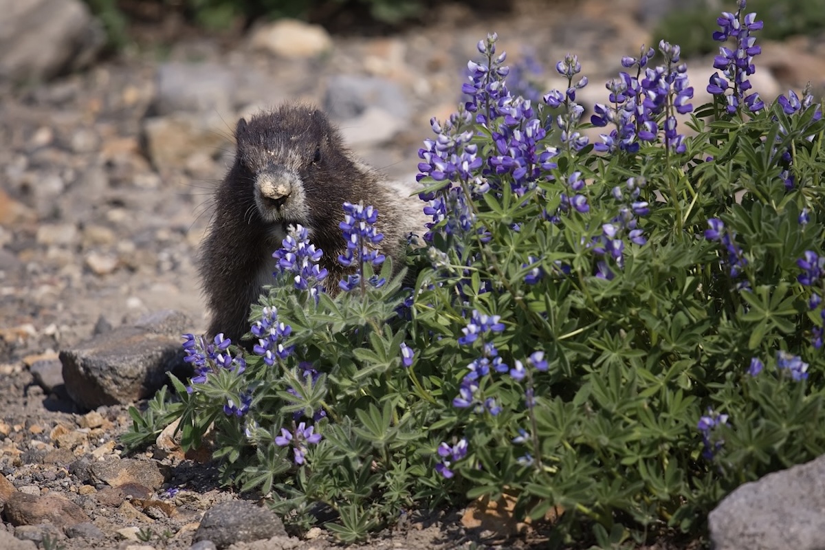 A hoary marmot on its hind legs adjacent to a purple/blue wildflower in a field of such wildflowers, and looks at the camera.