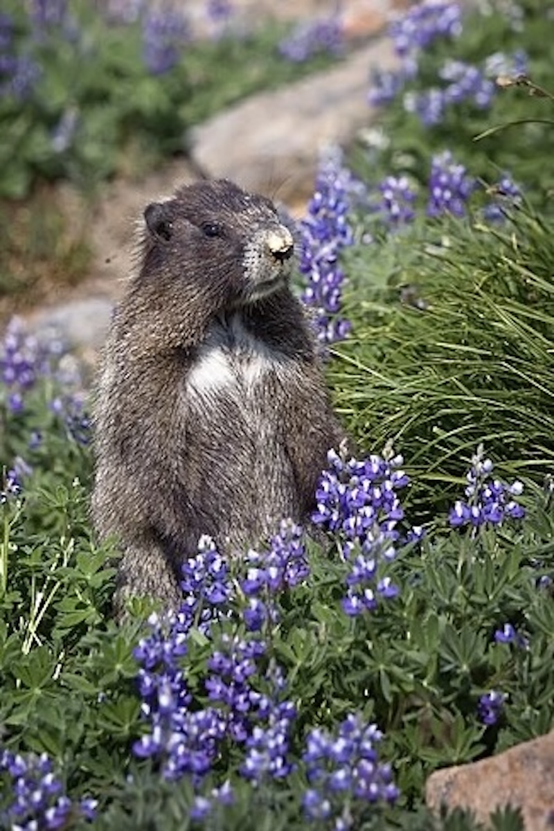 A hoary marmot on its hind legs while using its front legs to help nibble on a purple/blue wildflower in a field of such wildflowers.