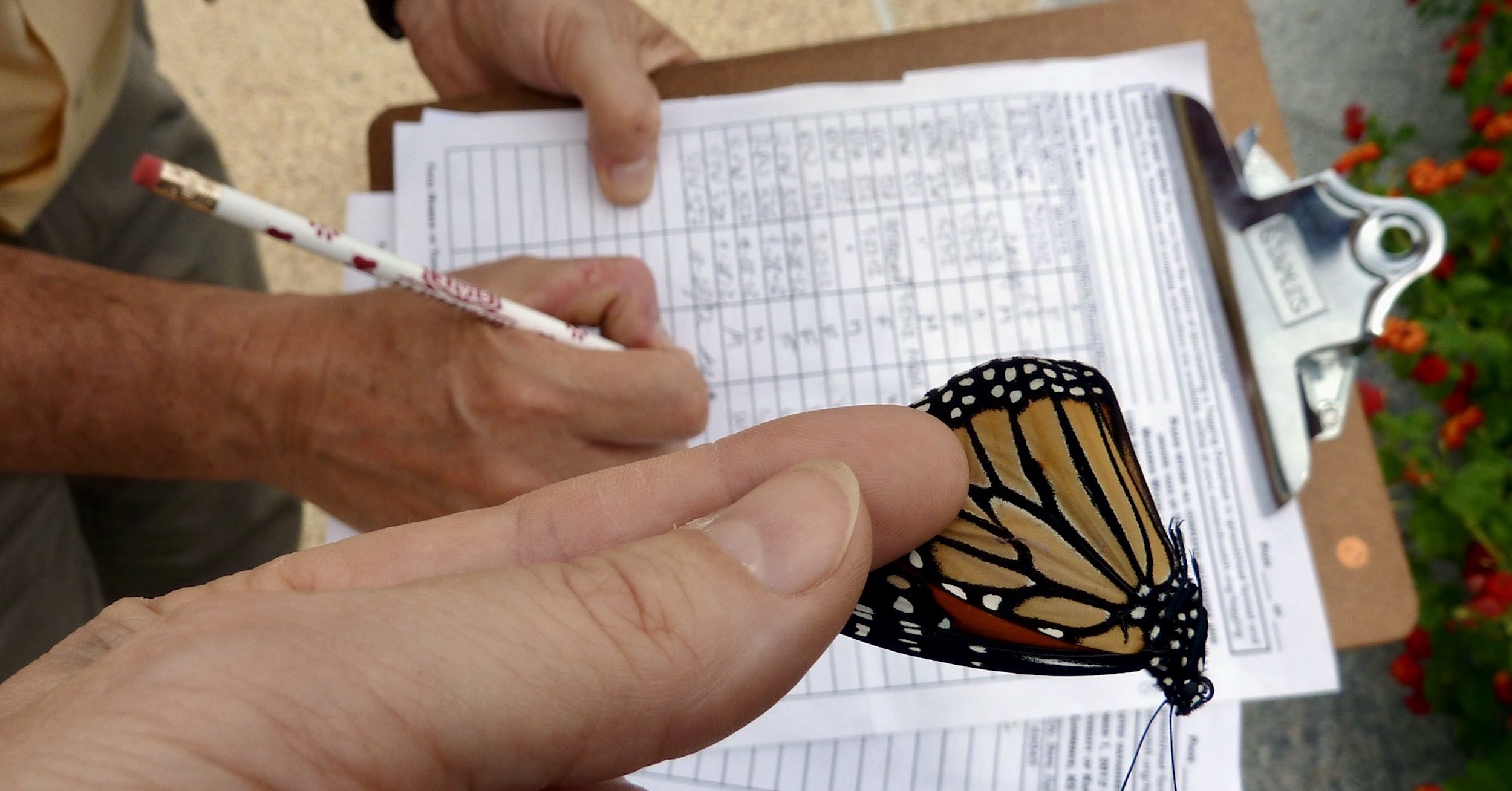 An image of a monarch butterfly being held by the wings between the fingertips of a human hand. In the background, another pair of hands updates a form on a clipboard with a pencil. Original caption from source: « We tagged these butterflies for Monarch Watch, a U.S. citizen science project that tracks the path and survivorship of migrating monarchs. There's an email and toll-free number on the tag that people can contact when a tagged butterfly is observed dead or alive. Volunteers are also looking for tagged butterflies at the overwintering sites in Mexico. Over 16,000 tagged butterflies have been recovered since the project started in 1992. » (📸 Katja Schulz via Wikimedia under CC BY 2.0, cropped)